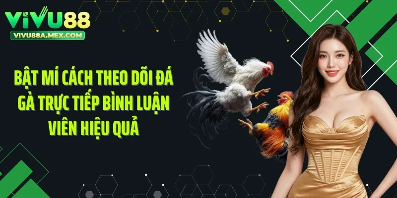 Bật mí cách theo dõi đá gà trực tiếp bình luận viên hiệu quả