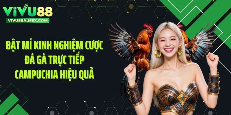 Bật mí kinh nghiệm cược đá gà trực tiếp Campuchia hiệu quả