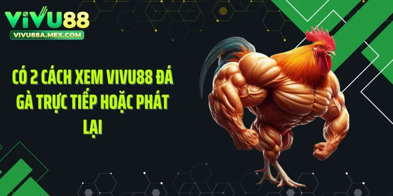Có 2 cách xem Vivu88 đá gà trực tiếp hoặc phát lại