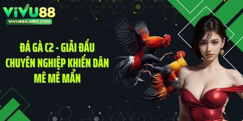 Đá Gà C2 - Giải Đấu Chuyên Nghiệp Khiến Dân Mê Mê Mẩn