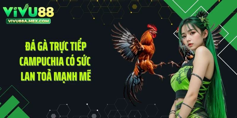 Đá gà trực tiếp Campuchia có sức lan toả mạnh mẽ