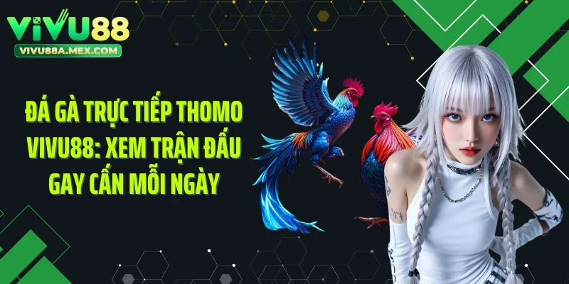 Đá Gà Trực Tiếp Thomo VIVU88: Xem Trận Đấu Gay Cấn Mỗi Ngày