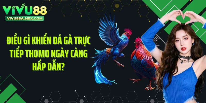 Điều gì khiến đá gà trực tiếp Thomo ngày càng hấp dẫn?