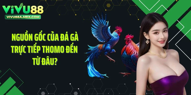 Nguồn gốc của đá gà trực tiếp Thomo đến từ đâu?