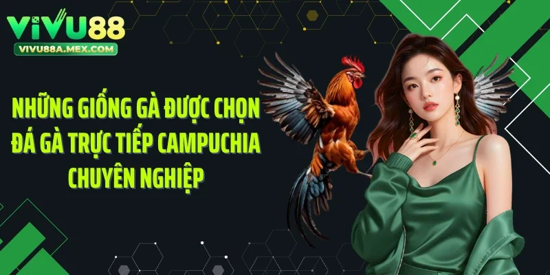 Những giống gà được chọn đá gà trực tiếp Campuchia chuyên nghiệp