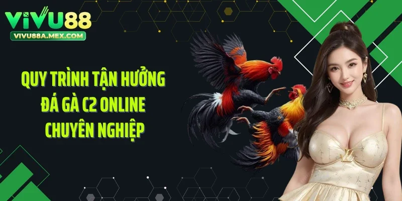 Quy trình tận hưởng đá gà C2 online chuyên nghiệp