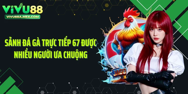 Sảnh đá gà trực tiếp 67 được nhiều người ưa chuộng