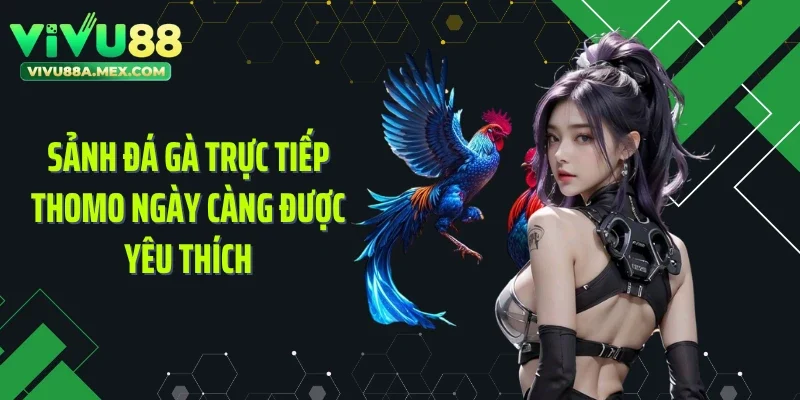 Sảnh đá gà trực tiếp Thomo ngày càng được yêu thích