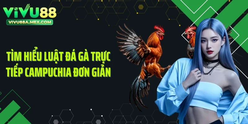 Tìm hiểu luật đá gà trực tiếp Campuchia đơn giản