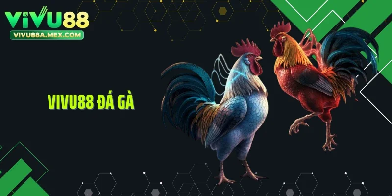 Vivu88 Đá Gà - Toàn Cảnh Trường Đấu Và Cách Theo Dõi Siêu Thực